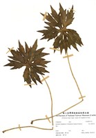 藏品(高山破傘菊)的圖片